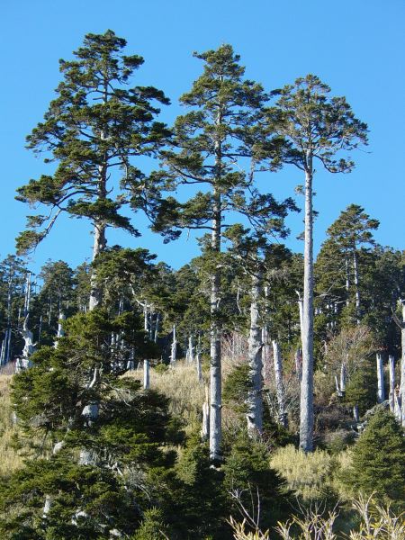 三六九山莊後山坡