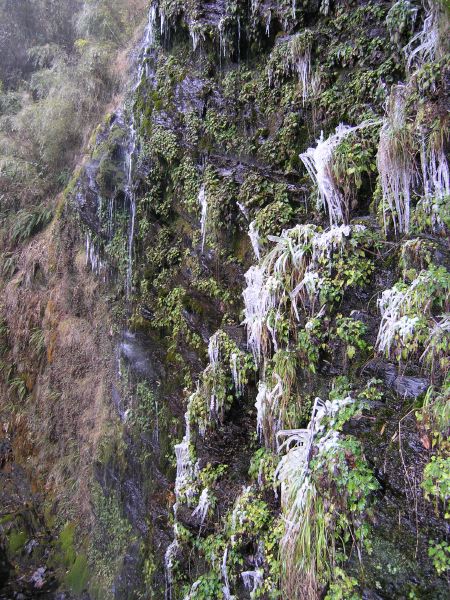 路旁隨植物流水的水都結冰了