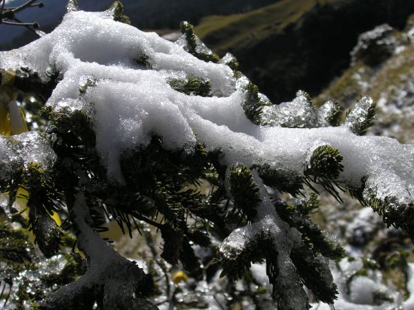 樹上的積雪