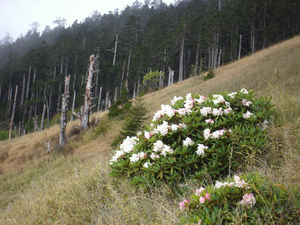 玉山牡鵑