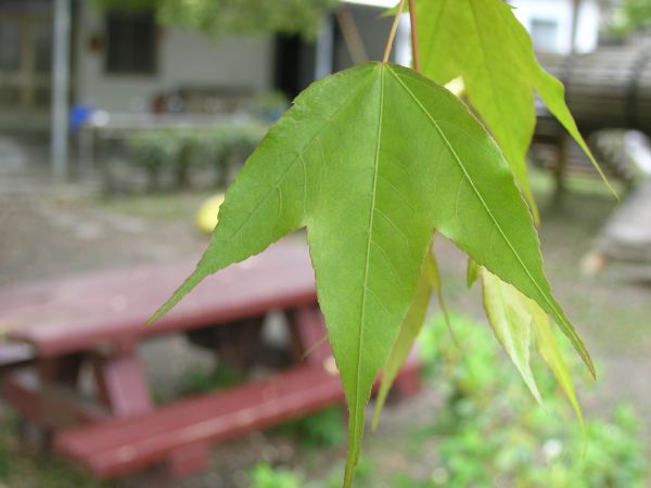 用餐完畢後四處散步