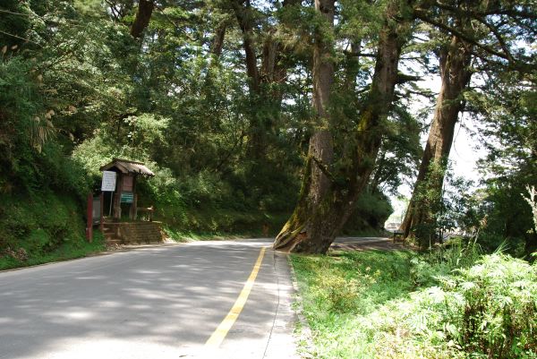 塔關山登山口對面的紅檜及雲杉