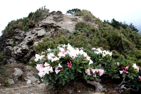 塔關山山頂的高山杜鵑