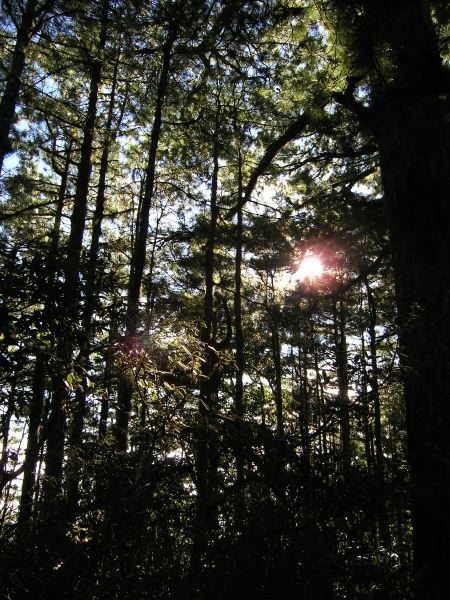 不過走在山林間的登山行程也算是一種享受啊。